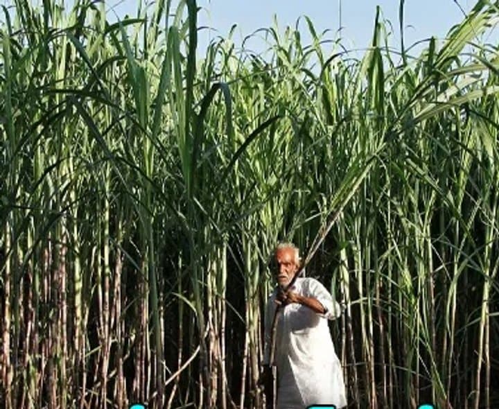 ఇథనాల్కు చెరుకు వాడకంపై కోత? - Udayam
