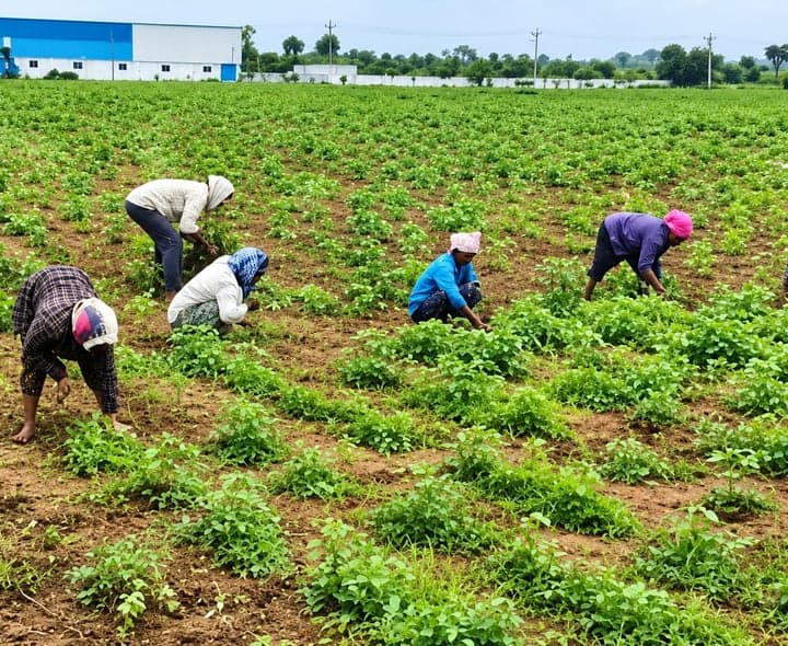 వాన తగ్గింది.. పొలాల్లో పనులు షురూ - Udayam