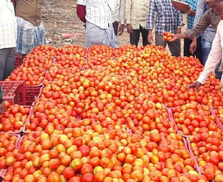 మదనపల్లెలో టమోటా ధర రూ.46 - Udayam