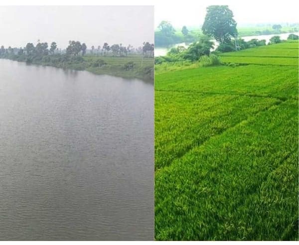 చలివాగు నీటితో 200 ఎకరాల్లో వరి - Udayam