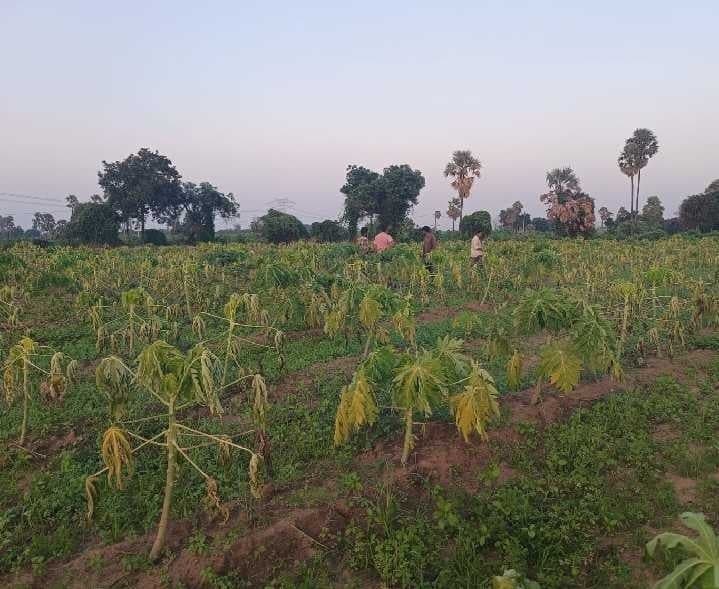 ఎ.కొండూరులో తోటలకు తీవ్ర నష్టం - Udayam