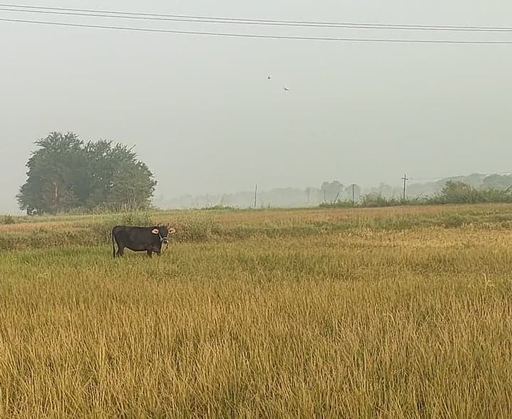 నీరు లేక ఎండిన పొలాలు.. పశువుల మేత - Udayam