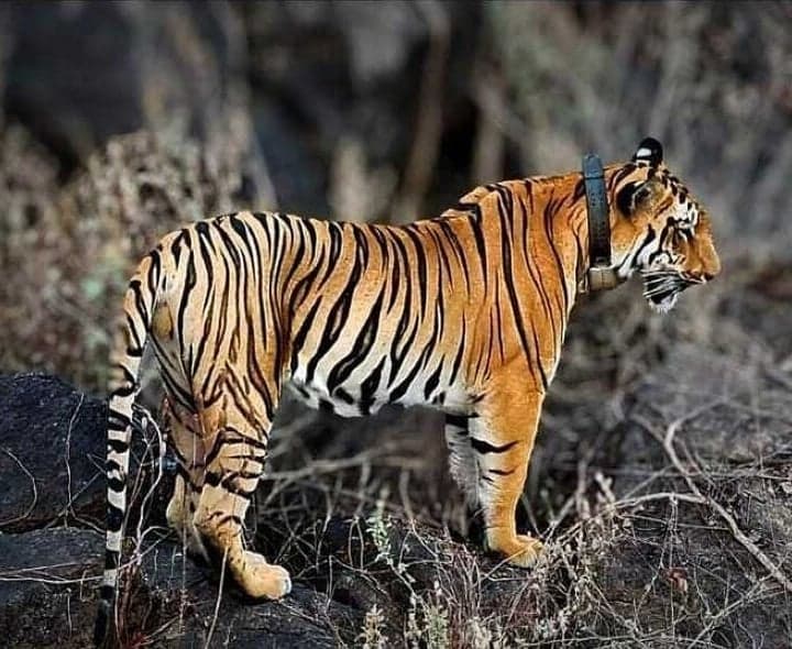 పులి దాడిలో ఆవు మృతి.. రైతుకు పరిహారం - Udayam