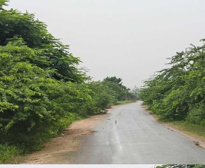 ముళ్ల పొదలతో రాయపర్తి రహదారిపై ఇబ్బందులు - Udayam