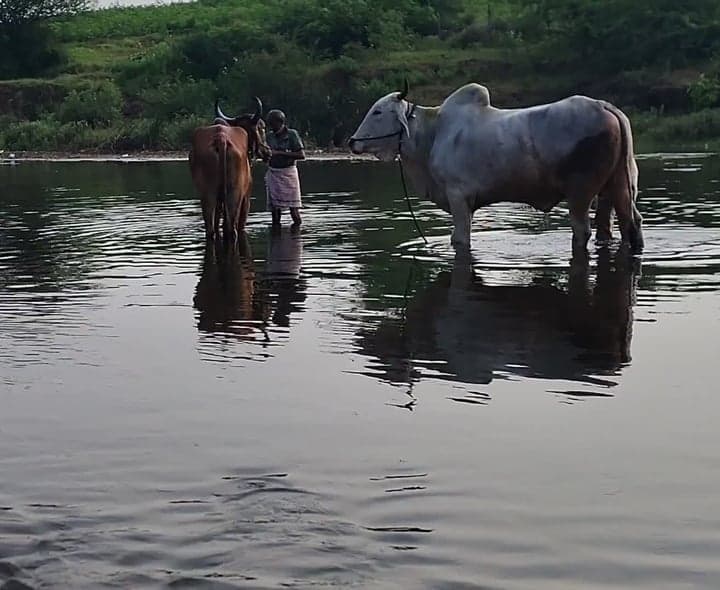 వాంకిడిలో వైభవంగా పొలాల అమావాస్య