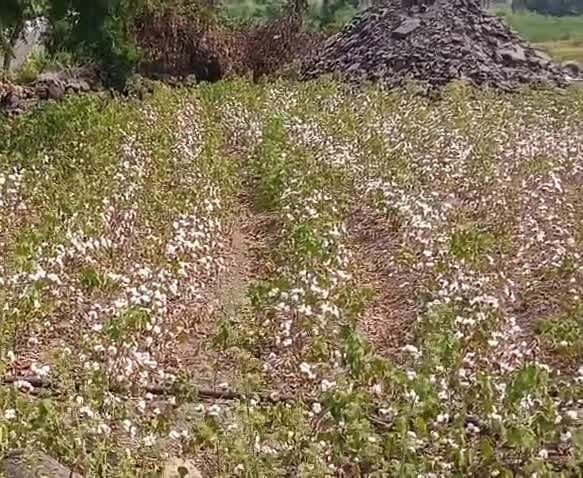 తానూర్లో పత్తి ఏరేందుకు సిద్ధమైన రైతులు - Udayam
