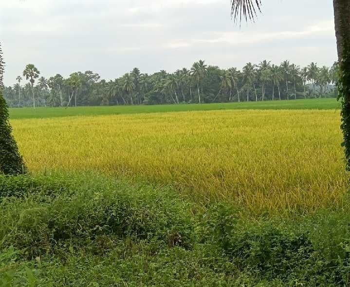 ఆచంటలో తుఫాన్ భయంతో రైతుల ఆందోళన - Udayam