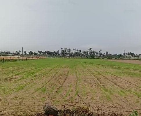 వర్షాలతో జీవం పోసుకున్న పంట పొలాలు - Udayam