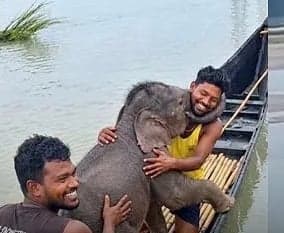 టీస్తా నదిలో కొట్టుకుపోయిన ఏనుగు రక్షణ - Udayam