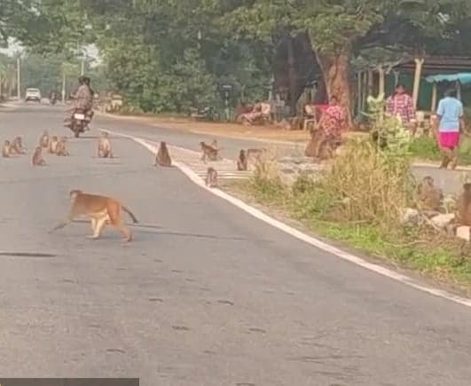 రోడ్డుపై గుంపులుగా కోతులు.. ఇబ్బందులు - Udayam