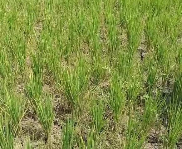 కరెంట్ కోతలపై రైతుల ఆందోళన - Udayam