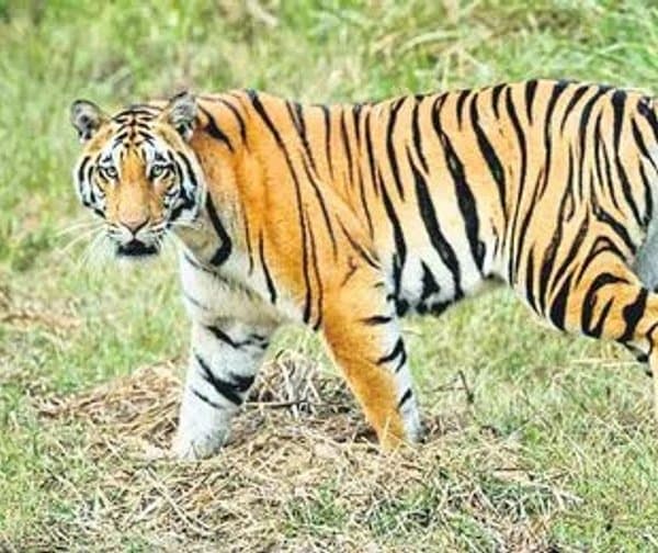 నిజామాబాద్ అడవుల్లో పెద్దపులి అదృశ్యం - Udayam Digital