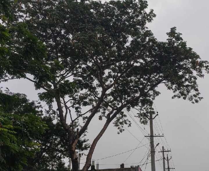 కరెంటు తీగలకు ఆనుకుని భారీ వృక్షం - Udayam