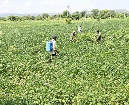 పులి భయం: కూలీలకు రైతుల కాపలా - Udayam