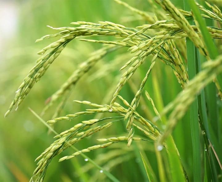 బియ్యం ధరలకు ఎల్నినో సెగ - Udayam