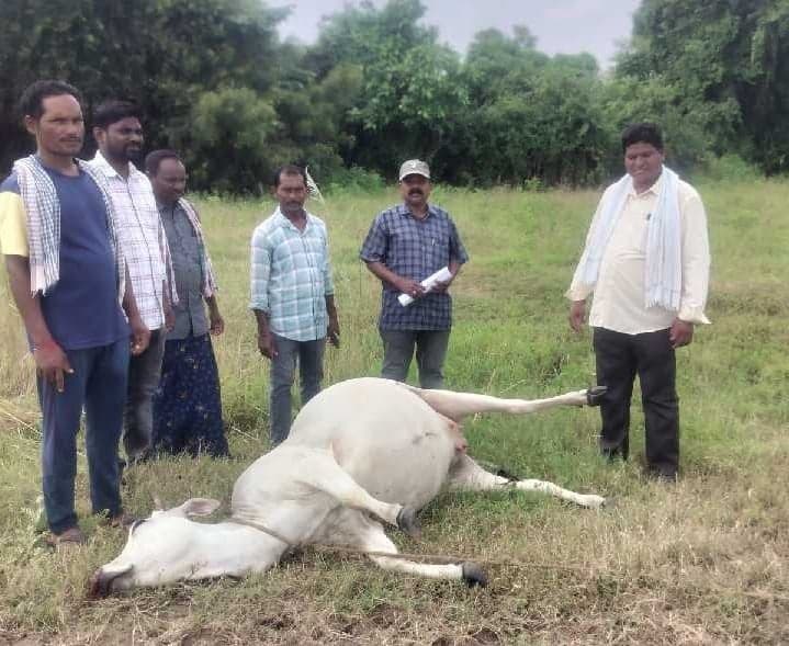 పిడుగుపాటుకు పాడి ఆవు మృతి - Udayam