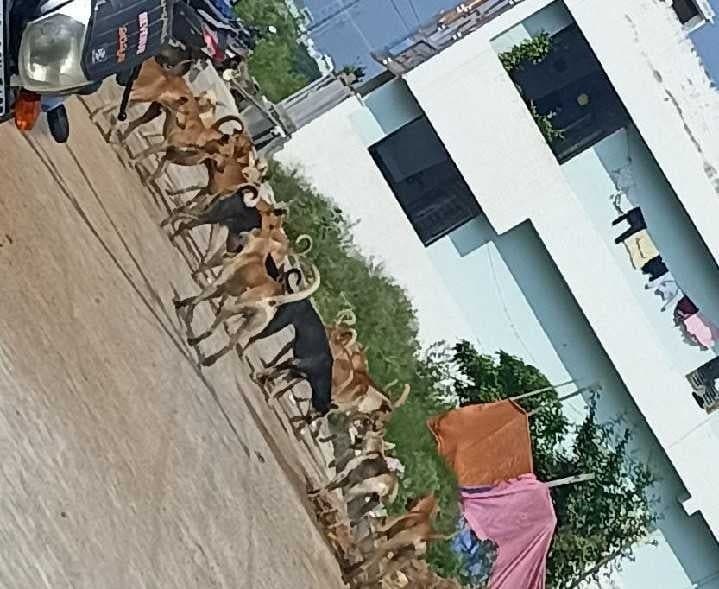 సత్తారు మురళి నగర్లో కుక్కల బెడద - Udayam