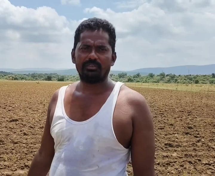 దుమ్ముతో మిరప పంటకు నష్టం