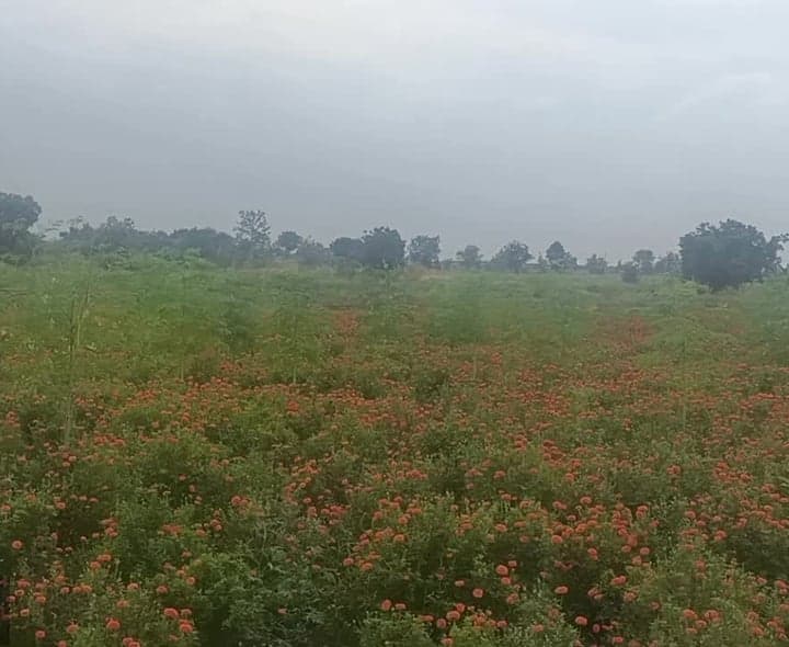 పూల సాగులో అంతర పంటగా మునగతో లాభాలు - Udayam