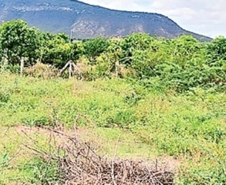 కబ్జా వలలో ఆలయ భూముల - Udayam