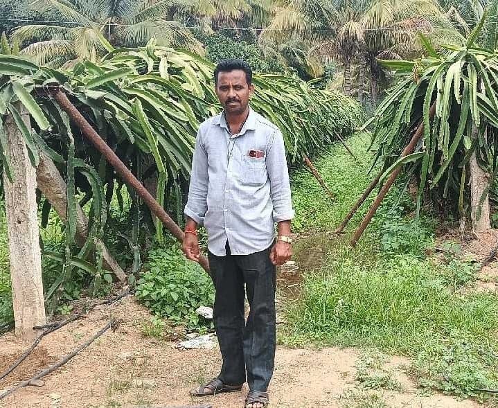 డ్రాగన్ ఫ్రూట్తో రైతుకు మంచి ఆదాయం - Udayam