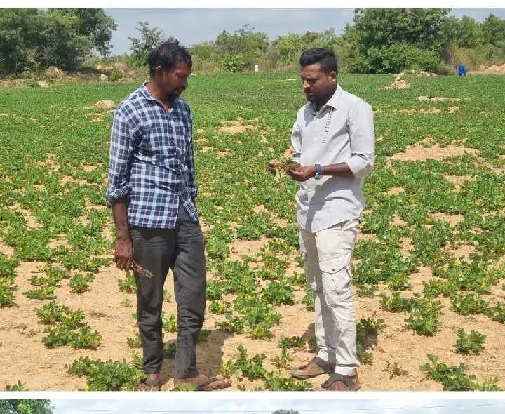 వేరుశనగ పంటలను పరిశీలించిన ఏఈవో - Udayam