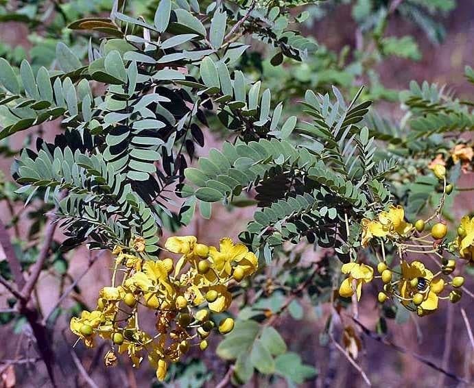 బతుకమ్మ వేళ తంగేడు, గునుగు పూల కొరత - Udayam