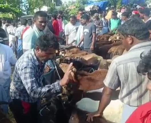 తిమిరాం సంతలో పొట్టేళ్లకు భలే డిమాండ్ - Udayam