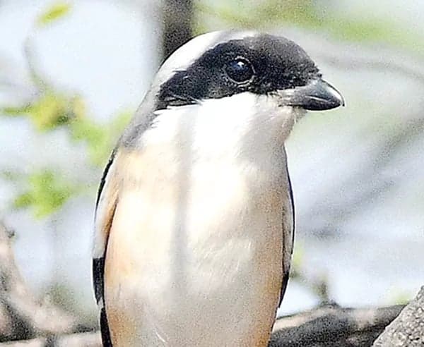 బుచర్ బర్డ్ ప్రత్యేకతలు.. విలక్షణ వేట శైలి - Udayam