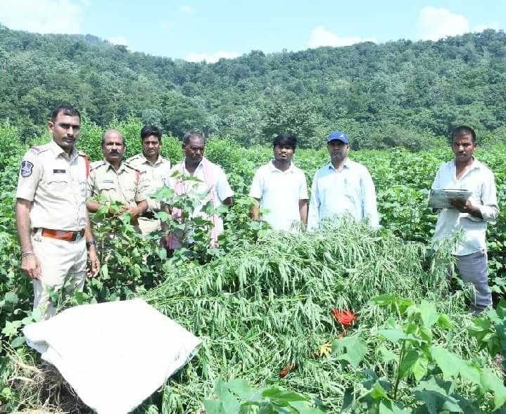 364 గంజాయి మొక్కలు స్వాధీనం - Udayam