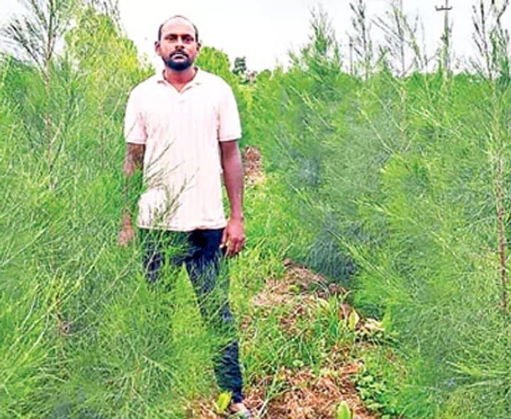 సరుగుడు సాగుతో రైతులకు లాభాలు - Udayam Digital