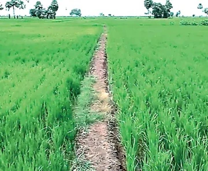 కృష్ణా డెల్టా రైతుల్లో వరదపై ఆశలు - Udayam Digital