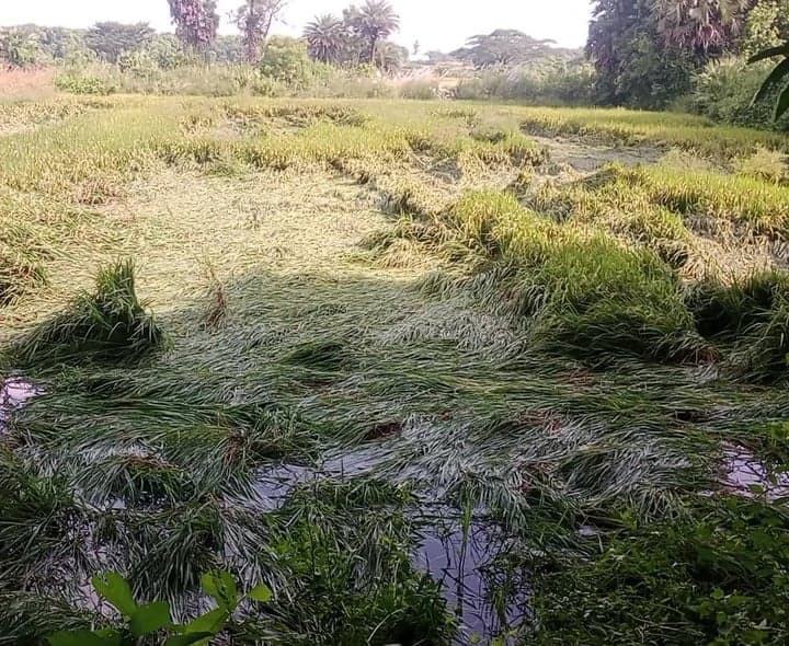 తుఫాన్తో నేలకొరిగిన వరి పంట - Udayam