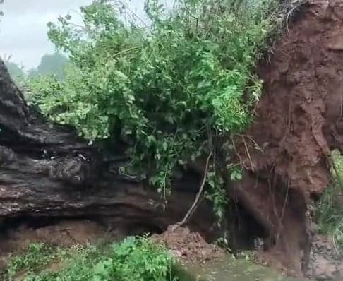 అమ్మిరేకుల-కిమ్మాలిగెడ్డ మార్గంలో కూలిన భారీ చెట్టు - Udayam
