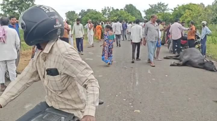 ఫోర్వీలర్ ఢీకొని మూడు గేదెలు మృతి - Udayam
