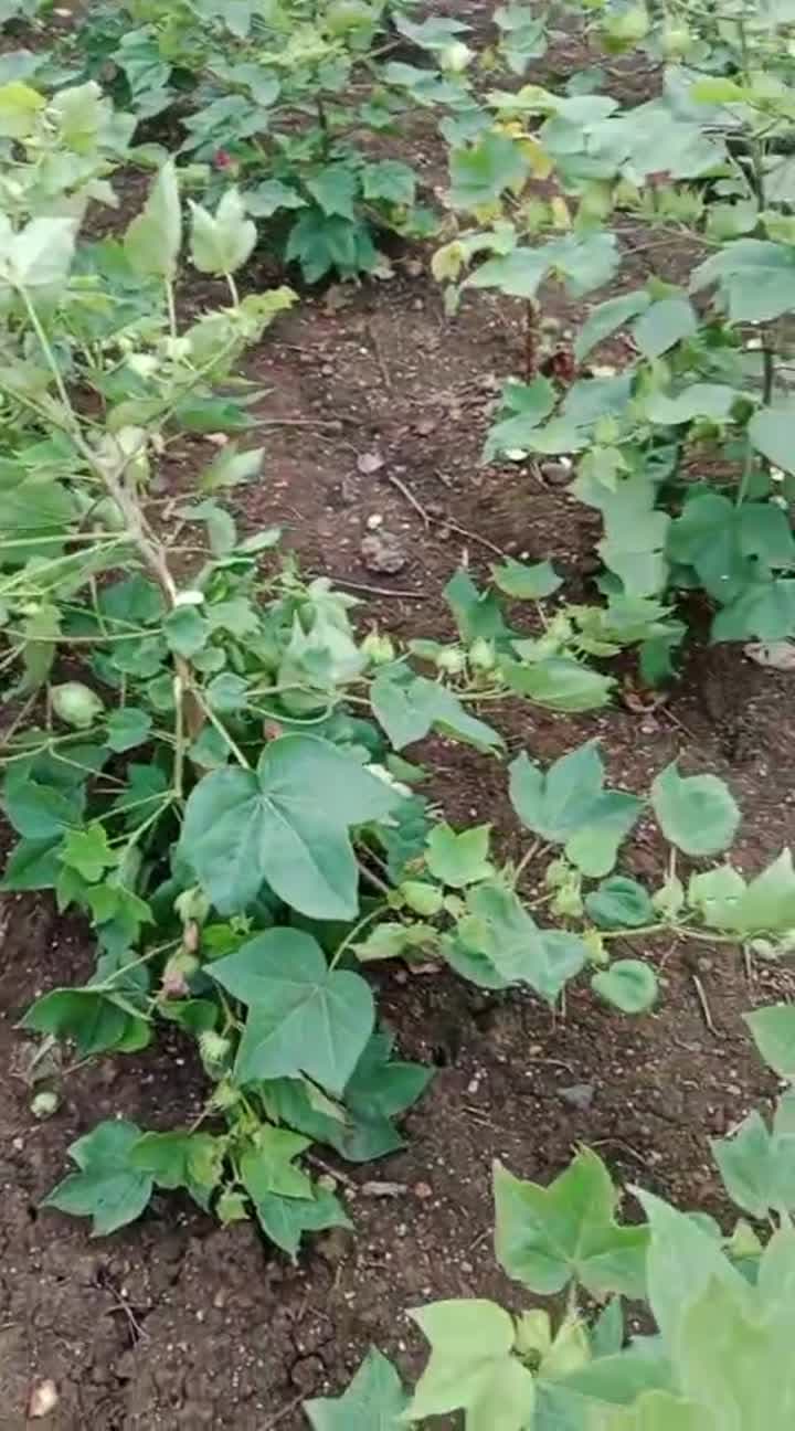 కోతుల బెడద.. పత్తి, మొక్కజొన్న పంటలకు నష్టం రైతు బందయ్య ఆవేదన - Udayam
