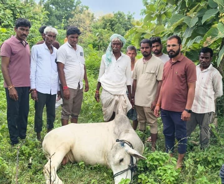 విద్యుత్ షాక్ తో ఎద్దు మృతి - Udayam