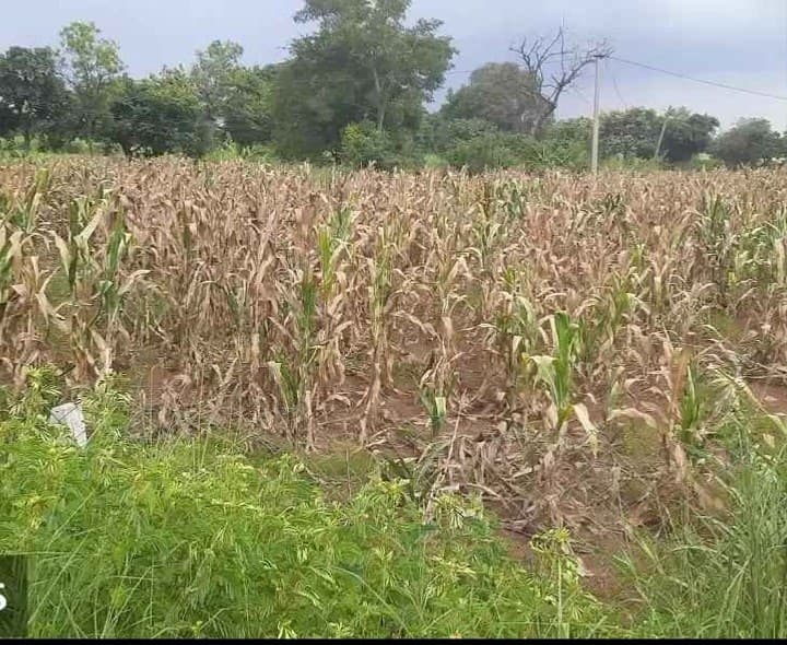 కొంపల్లి లో ఎండిపోయిన మొక్కజొన్న - Udayam