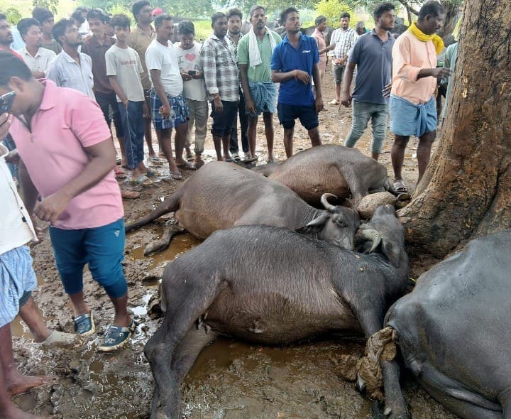 కౌట్ల (కె)లో పిడుగు పడి ఆరు పశువులు మృత్యువాత - Udayam