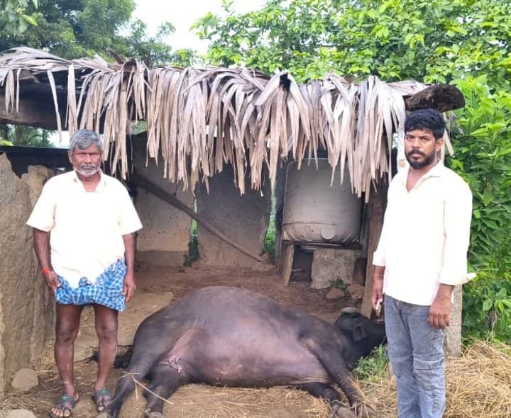 పాము కాటుకు పాడి గేదె మృతి రైతు కుటుంబానికి తీవ్ర నష్టం - Udayam