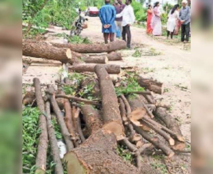 ఇష్టారాజ్యంగా చెట్ల నరికివేత - Udayam