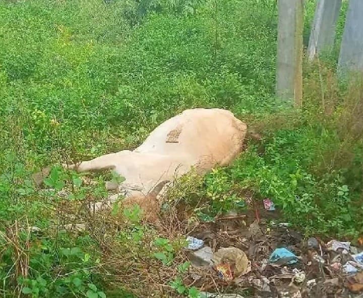 కరెంట్ షాక్తో ఆవు మృతి - Udayam