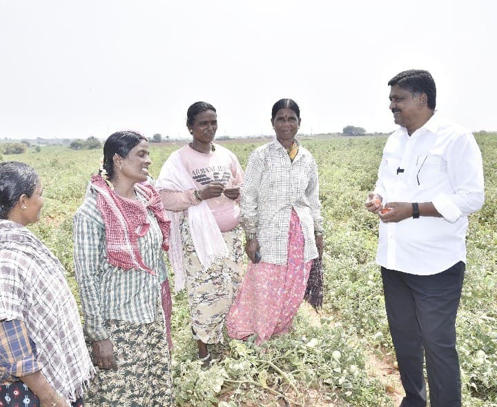టమోటా పంటను పరిశీలించిన మంత్రి - Udayam