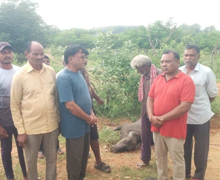 విద్యుత్ తీగలు తెగిపడడంతో మృత్యువాత పడ్డ 2 బర్రెలు - Udayam