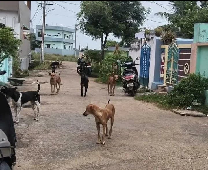 ఆముదాలవలసలో కుక్కల స్వైర విహారం - Udayam