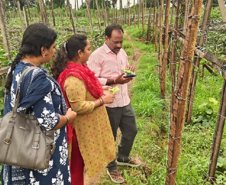 వర్షాల బారిన పంటల రైతులకు ఉద్యాన శాఖ సూచనలు - Udayam