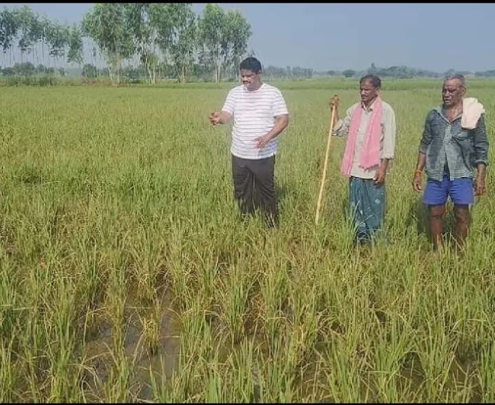 ముంపునకు గురైన పంటల పరిశీలన - Udayam