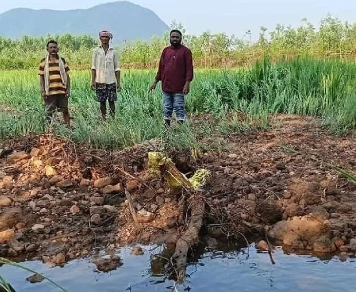 వర్షాలతో దెబ్బతిన్న వరి పంట - Udayam