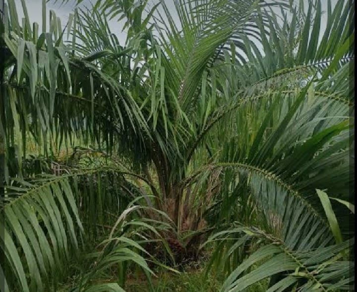 అల్వాలలో నేడు క్రాప్ కటింగ్ కార్యక్రమం - Udayam