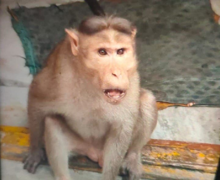 విశాఖలో 20మందికి గాయ పరచిన వానరము - Udayam